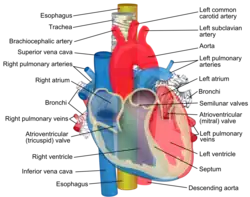 Image showing main pulmonary artery coursing ventrally to the aortic root and trachea, and the right pulmonary artery passes dorsally to the ascending aorta, while the left pulmonary artery passes ventrally to the descending aorta.