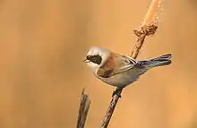 Eurasian penduline-titRemiz pendulinus