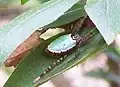 In an Azalea leaf