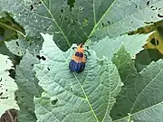 Calopteron reticulatum in Oklahoma