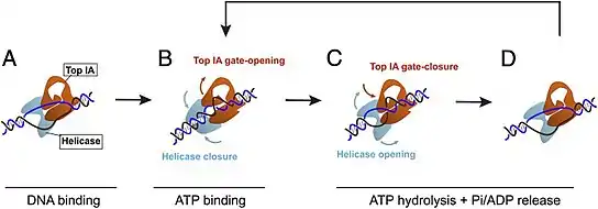 The mechanism proposes that the initial binding of reverse gyrase to the DNA induces an unwinding of about 20 base pairs; after ATP binding, the bubble is rewound to about 10 base pairs, and the topoisomerase IA domain is able to introduce positive supercoils during strand passage. The enzyme is released from the DNA strand upon ATP hydrolysis, and the process can be repeated elsewhere along the DNA strand.