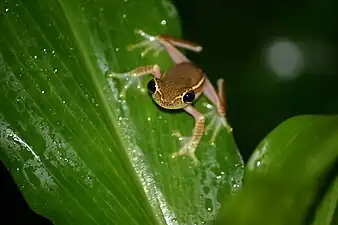 Front view