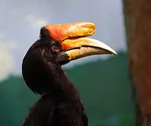 Male at the National Aviary, Pittsburgh. Males have red irises.