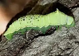 Final instar with a dotted back due to parasitoid wasps