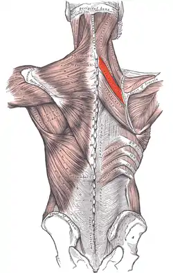 Rhomboid minor muscle (red)