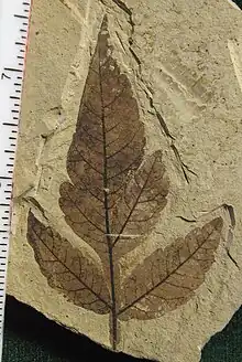 Rhus hybrid fossil – about 49.5 million years old, Early Ypresian, Klondike Mountain Formation,  Washington