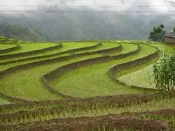 A picture of Rice Fields in Jamuna, Nepal