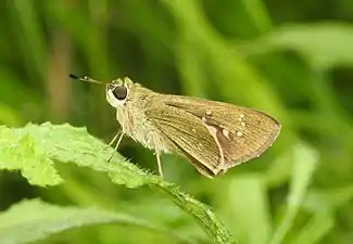 Ventral view