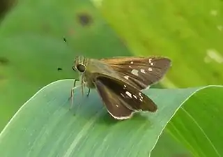 Dorsal view