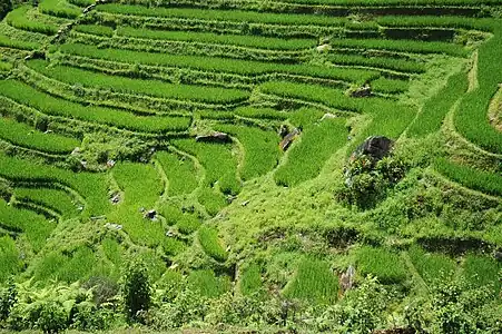 Terraced fields in Sa Pa