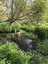 Marsh Common in Weston