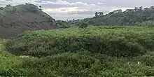 Papyrus plants in River Rwizi