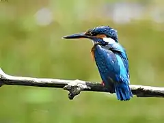 Kingfisher Attraction