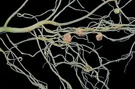 Robinia pseudoacacia nodules