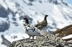 Rock ptarmigan, changing colour in springtime. The male is still mostly in winter plumage