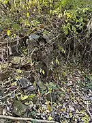 Rock Walls In Forwood Preserve