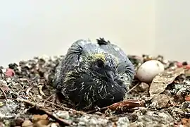 18 days old in its nest and one egg