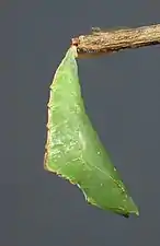 Pupa