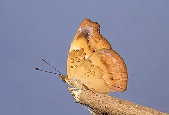 Female (ventral view)