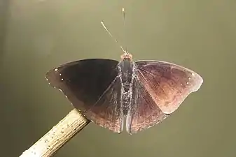 Male (dorsal view)