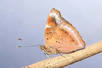 Male (ventral view)