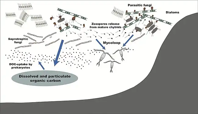 Roles of fungi in the marine carbon cycle by processing phytoplankton-derived organic matter