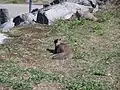 Squirrels at Rooster Rock State Park