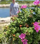 Flowers and fruit on plant at same time