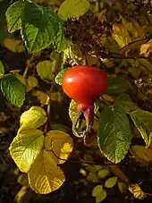 Rose hips can resemble tomatoes