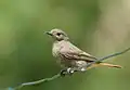 Black redstart,Phoenicurus ochruros