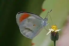 C. e. complexivus, maleSemliki Wildlife Reserve, Uganda