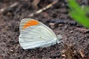 C. e. euippe, maleShai Hills Resource Reserve, Ghana