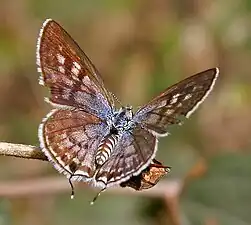 Dorsal view