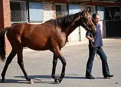 A yearling colt