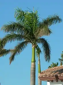 Royal Palm (Mountain Glory, Bottle Palm) -- Roystonea regia