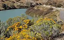 Rubber rabbitbrush in Utah