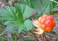 Cloudberry