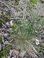 Festuca ovina subsp. hirtula plants