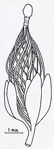 Image 1The transitional fossil Runcaria (from Evolutionary history of plants)