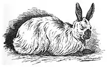 Russian AngoraRussisches Angora-Kaninchen(Jean Bungartz 1902)