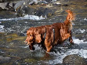 Irish Setter crosses stream in Himalayas