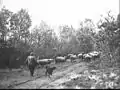 Shepherd with sheep (before 1942)