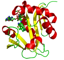 3D structure of serotonin N-acetyltransferase