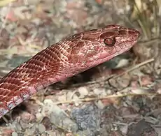 Sonoran coachwhip (Masticophis flagellum cingulum),  Nogales, Arizona (4 April 2011)