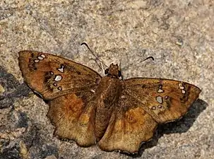 Dorsal view (DSF)