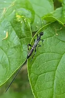 Female of the species Stephanus serrator resting on a leaf