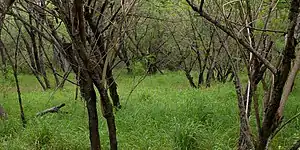 Mesquite woodlands in Sabal Palm Sanctuary (11 April 2016).