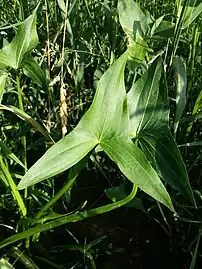 Arrow-shaped leaves of S. sagittifolia