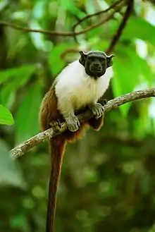 Brown and white monkey