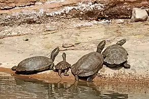 adults and juvenile M. l. saharica, Morocco